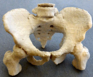 pelvis